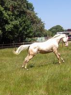 Paint hengst, Dieren en Toebehoren, Hengst