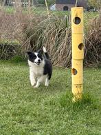 Border collie pups met stamboom, Animaux & Accessoires, Parvovirose, Plusieurs, Belgique, 8 à 15 semaines