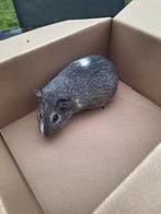 Cavia zeugjes guinea pigs, Dieren en Toebehoren, Knaagdieren, Cavia