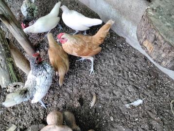 Sebright kippetjes  beschikbaar voor biedingen