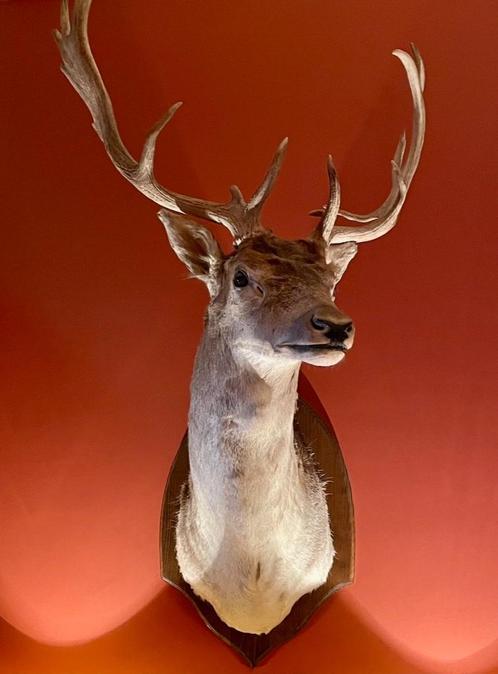 Taxidermie. Prachtige Hertenkop met prachtig Gewei., Verzamelen, Dierenverzamelingen, Zo goed als nieuw, Gewei of Kop, Hert, Ophalen