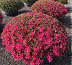 Azalea Japonica RED, Volle zon, Vaste plant, Zomer, Ophalen