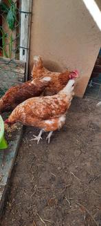Gezonde legkippen te koop, Dieren en Toebehoren, Pluimvee, Kip