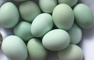 Young Cream Legbar 100% poules, œufs bleus/verts disponible aux enchères