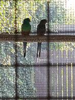 Veelkleur  parkieten......  koppel + losse man, Dieren en Toebehoren