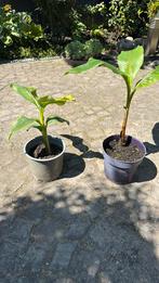 Bananenplant Musa (winterhard), Tuin en Terras, Planten | Tuinplanten, Ophalen