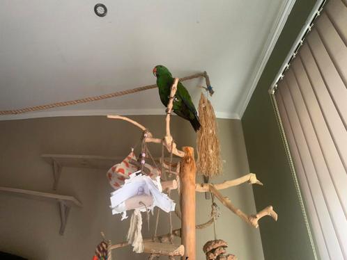 Vrouwtje gezocht edelpapegaai, Dieren en Toebehoren, Vogels | Toebehoren, Nieuw, Ophalen
