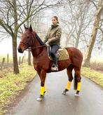 Betrouwbaar braaf paard, Dieren en Toebehoren, Ruin