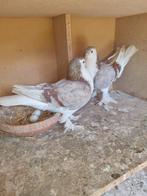 1 kopel lahore, Dieren en Toebehoren, Vogels | Duiven