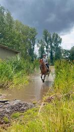 Lieve Pony zoekt een nieuw huisje, Dieren en Toebehoren, Ophalen of Verzenden