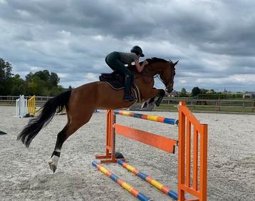 Kwaliteitsvolle Top Merrie, Vermifugé, 11 ans ou plus, 165 à 170 cm, L