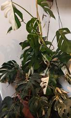 Zeer grote monstera variegata, Huis en Inrichting, Kamerplanten, Ophalen