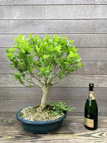 bonsai hibiscus beschikbaar voor biedingen