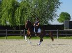 dressuurtraining, Dieren en Toebehoren, Paarden
