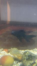 plecostomus vis, Dieren en Toebehoren, Vis