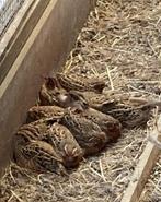 Jungle Bush kwartels, Dieren en Toebehoren, Vogels | Overige Vogels, Meerdere dieren, Tropenvogel, Geringd