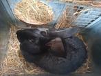 Zwart moertje vlinderkonijn, Dieren en Toebehoren, Konijnen