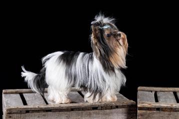 Saillie sublime Yorkshire biewer  beschikbaar voor biedingen