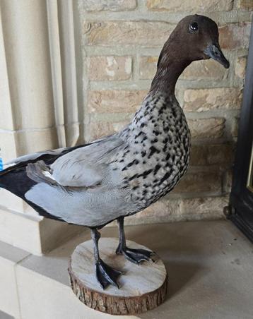 opgezette dieren en vogels: NIEUW, Verzamelen, Ophalen of Verzenden, Nieuw, Boerderijdier, Opgezet dier