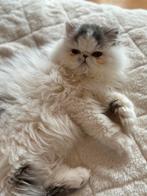 kitten Perzische langhaar, Chatte ou Chat, Vermifugé, 0 à 2 ans