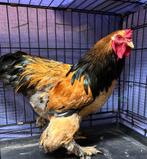 Brahma haan buff zwart colombia 2 jaar., Dieren en Toebehoren, Pluimvee, Mannelijk, Kip