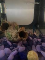 betta crowntail bleu clair et bleu foncé, Poisson, Poisson d'eau douce