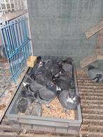 Jonge duiven 2026, Dieren en Toebehoren