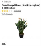 Straelitzia te koop, Ophalen