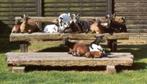 Dwerggeitjes of materialen voor geitjes kopen of verkopen., Dieren en Toebehoren, Geit