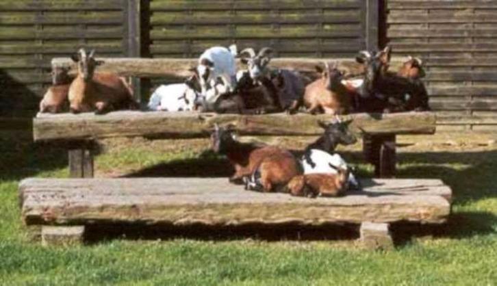 Dwerggeitjes of materialen voor geitjes kopen of verkopen., Dieren en Toebehoren, Schapen, Geiten en Varkens, Geit