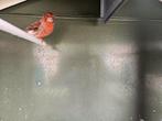 Kanarie rood agaat Man
