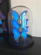 Ensemble de 3 Papillons Exotiques Morpho Didius sous globe, Collections, Collections Animaux, Insecte, Animal empaillé, Enlèvement ou Envoi