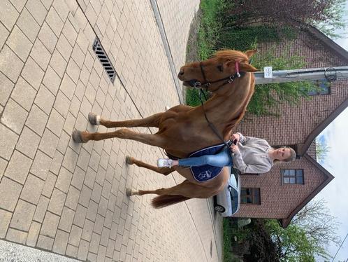 Lieve en zachte 9 jarige ruintje, Dieren en Toebehoren, Paarden, Ruin, Zadelmak, 165 tot 170 cm, 7 tot 10 jaar, Recreatiepaard