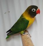 Personata MAN (DNA attest) - nog 2 beschikbaar, Mannelijk, Dwergpapegaai of Agapornis, Geringd