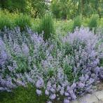 Calamintha nepeta, Tuin en Terras, Ophalen, Vaste plant