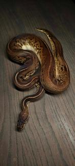 Ball python 1.0 bongo pastel leopard poss HRA, Dieren en Toebehoren, Slang, Tam, 3 tot 6 jaar