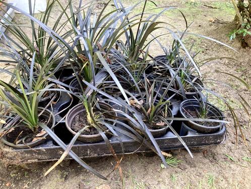 zwarte slangebaard/Ophiopogon niger, Jardin & Terrasse, Gazon & Gazon artificiel, Herbe, Enlèvement