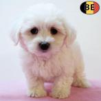 Maltezer puppy's te koop (Belgisch), België, Maltezer, Handelaar, CDV (hondenziekte)