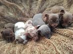 Chihuahua pups, Dieren en Toebehoren, België, Fokker | Hobbymatig, 8 tot 15 weken, Meerdere