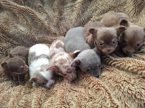 Chihuahua pups