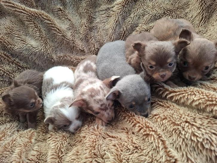 Chihuahua pups, Dieren en Toebehoren, Honden | Chihuahua's en Gezelschapshonden, Meerdere dieren, Chihuahua, Fokker | Hobbymatig