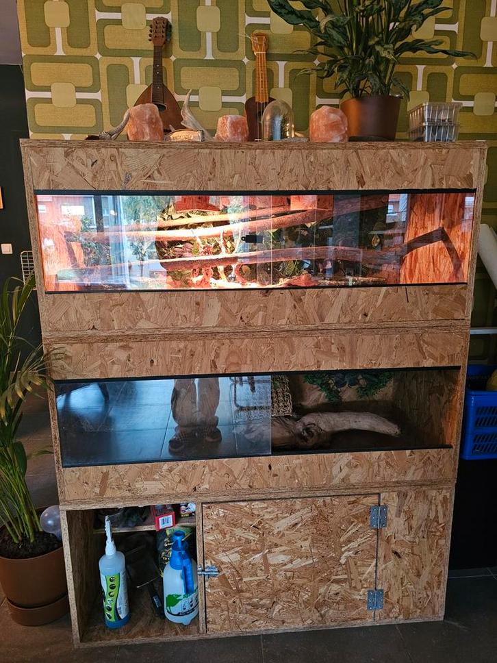 Houten terraria met 2 Ball Pythons, Dieren en Toebehoren, Reptielen en Amfibieën, Slang, 3 tot 6 jaar, Met terrarium, Tam