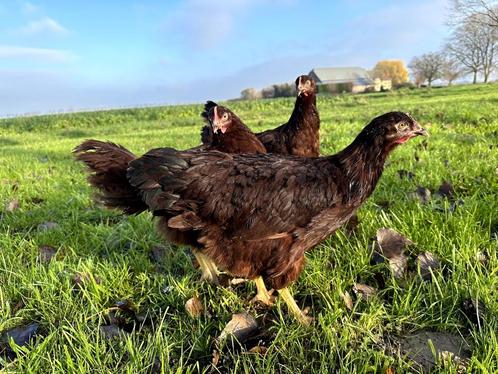 Jonge tamme Rhode Island Red kippen, gesekst en ingeënt, Dieren en Toebehoren, Pluimvee, Kip, Vrouwelijk