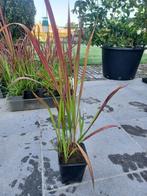 Siergras RED BARON, Tuin en Terras, Planten | Tuinplanten, Ophalen, Herfst, Vaste plant, Volle zon