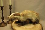 Taxidermie - kleine das, Verzamelen, Ophalen of Verzenden, Gebruikt, Opgezet dier