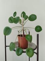 Pannenkoekenplant / Pilea Peperomioides - Kamerplant, Ophalen, Overige soorten, Halfschaduw, In pot