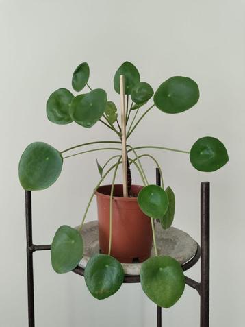 Pannenkoekenplant / Pilea Peperomioides - Kamerplant beschikbaar voor biedingen