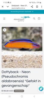 Neon Dottyback - prachtig, zeldzaam en gemakkelijk houdbaar, Ophalen, Zo goed als nieuw