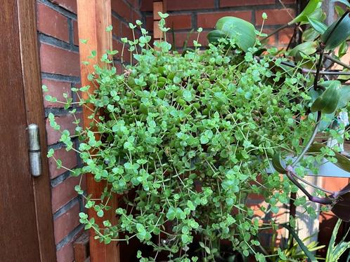 Prachtige hangvetplant, Huis en Inrichting, Kamerplanten, Vetplant, Halfschaduw, Ophalen of Verzenden