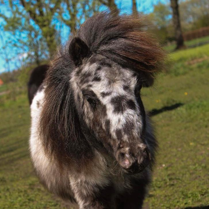 Mini shetlander appaloosa, Animaux & Accessoires, Poneys, Hongre, Ne s'applique pas, Poney A (jusqu'à 1.17 m), Poney de récréation